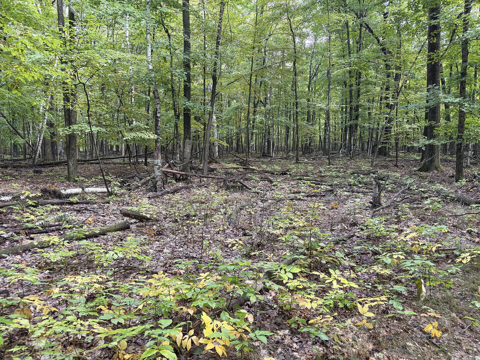 Why Hardwood Floors Need Different Care in Humid Connecticut Summers